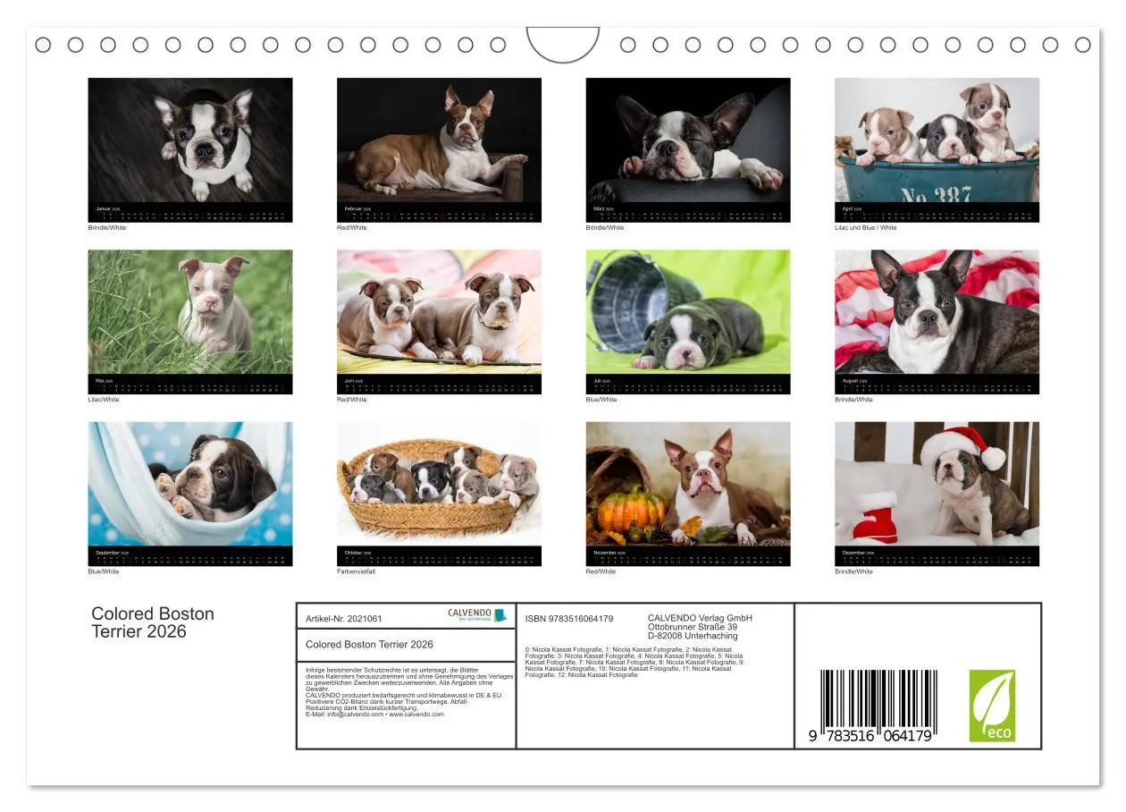 Bild: 9783516064179 | Colored Boston Terrier 2026 (Wandkalender 2026 DIN A4 quer),...