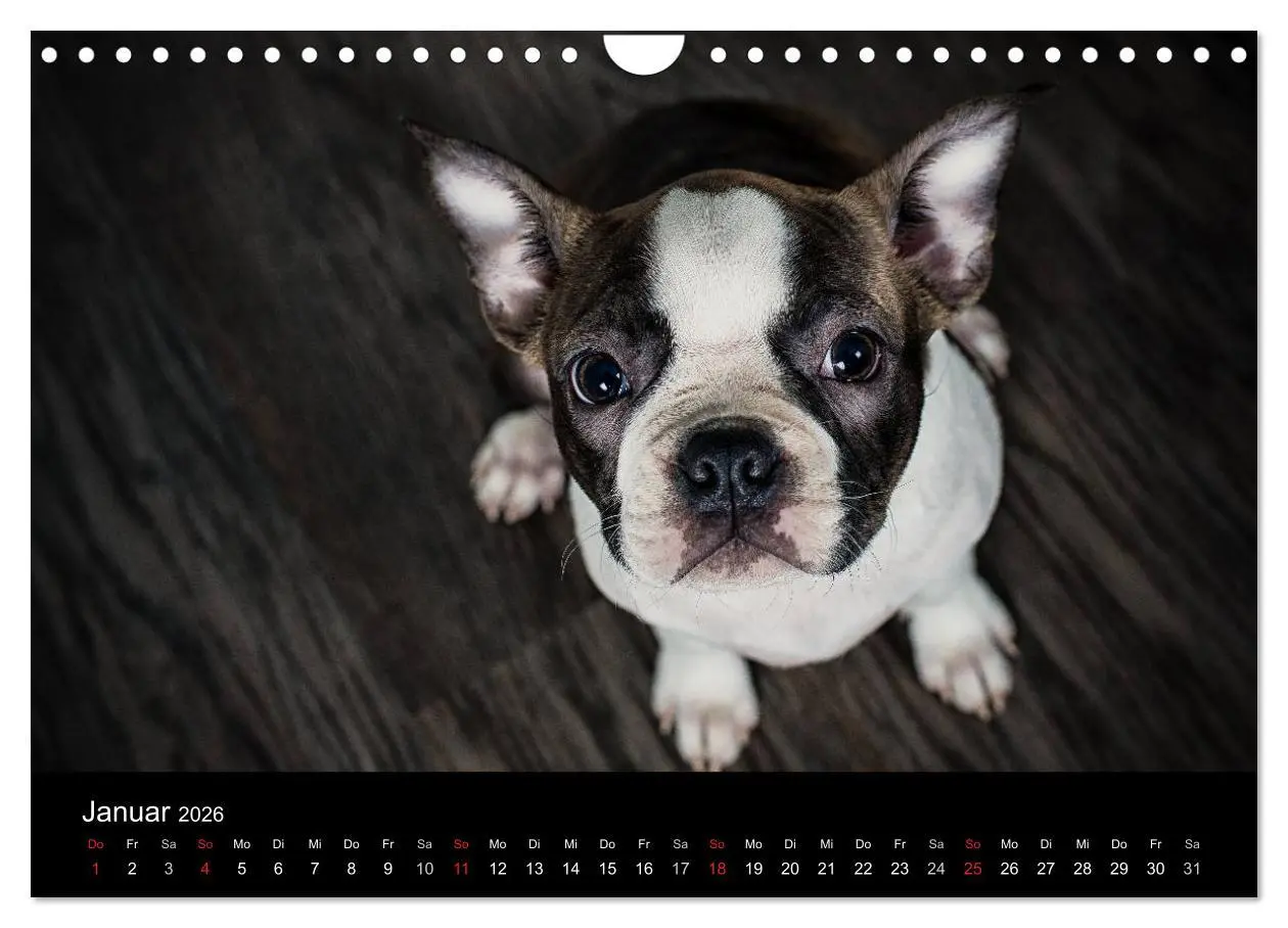 Bild: 9783516064179 | Colored Boston Terrier 2026 (Wandkalender 2026 DIN A4 quer),...
