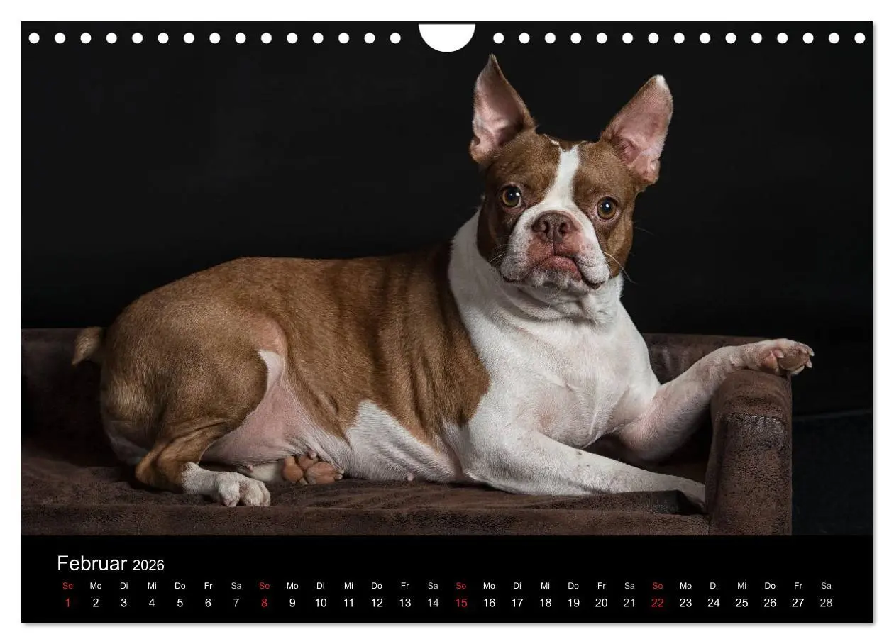 Bild: 9783516064179 | Colored Boston Terrier 2026 (Wandkalender 2026 DIN A4 quer),...