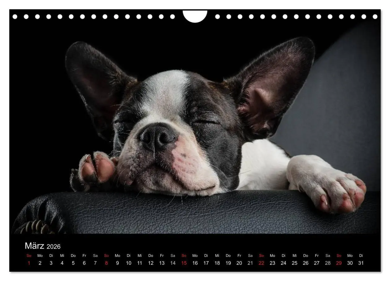 Bild: 9783516064179 | Colored Boston Terrier 2026 (Wandkalender 2026 DIN A4 quer),...