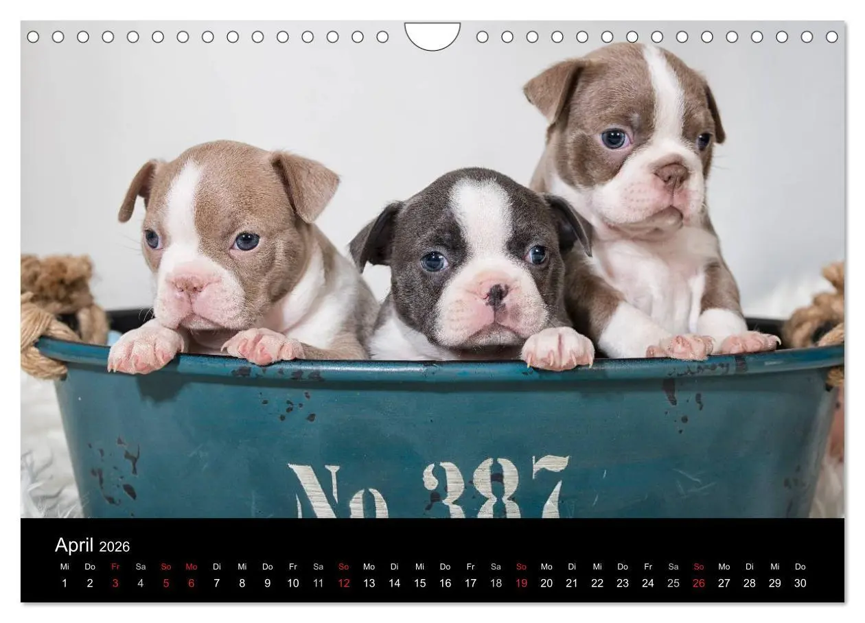 Bild: 9783516064179 | Colored Boston Terrier 2026 (Wandkalender 2026 DIN A4 quer),...