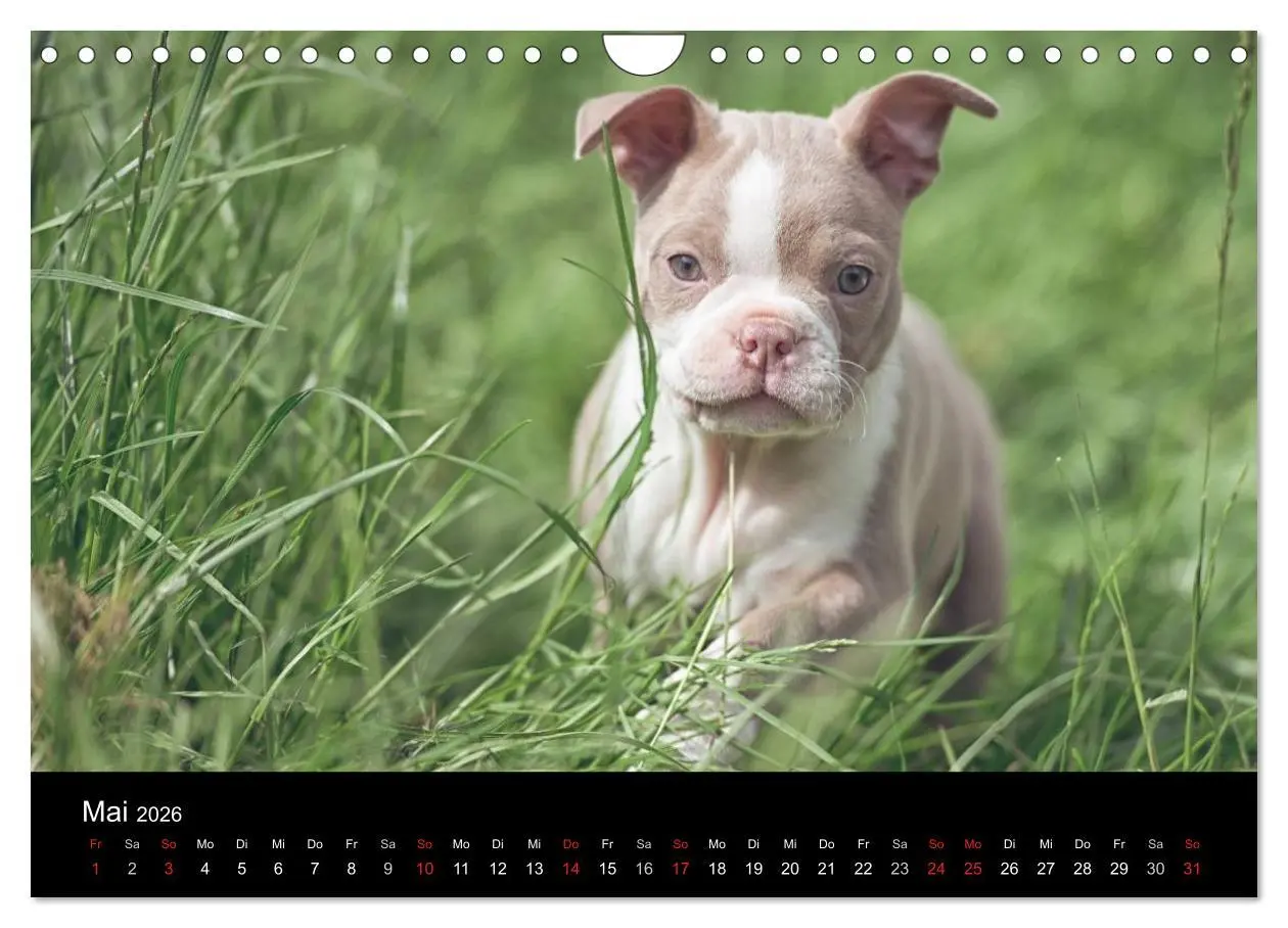 Bild: 9783516064179 | Colored Boston Terrier 2026 (Wandkalender 2026 DIN A4 quer),...