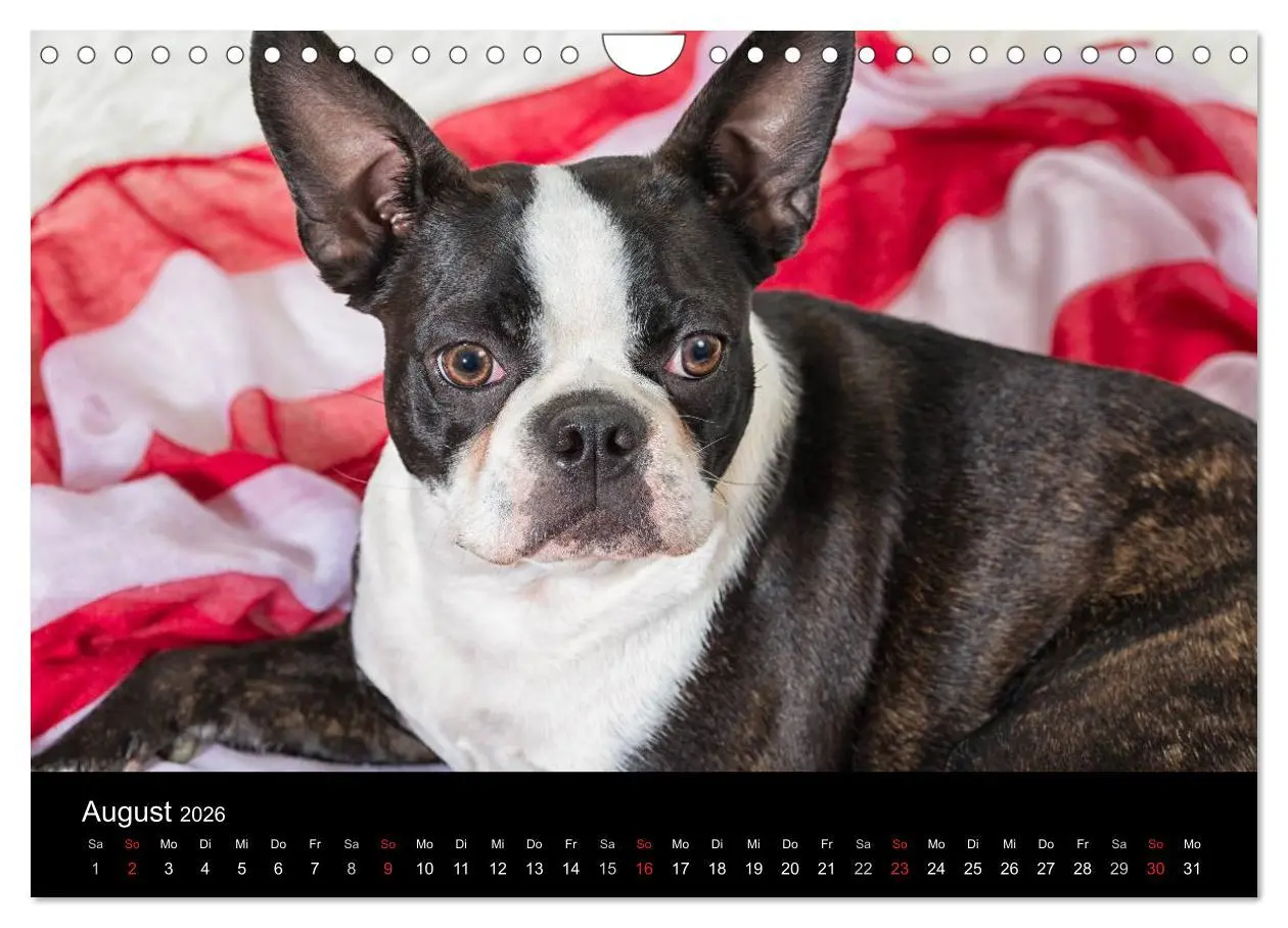 Bild: 9783516064179 | Colored Boston Terrier 2026 (Wandkalender 2026 DIN A4 quer),...