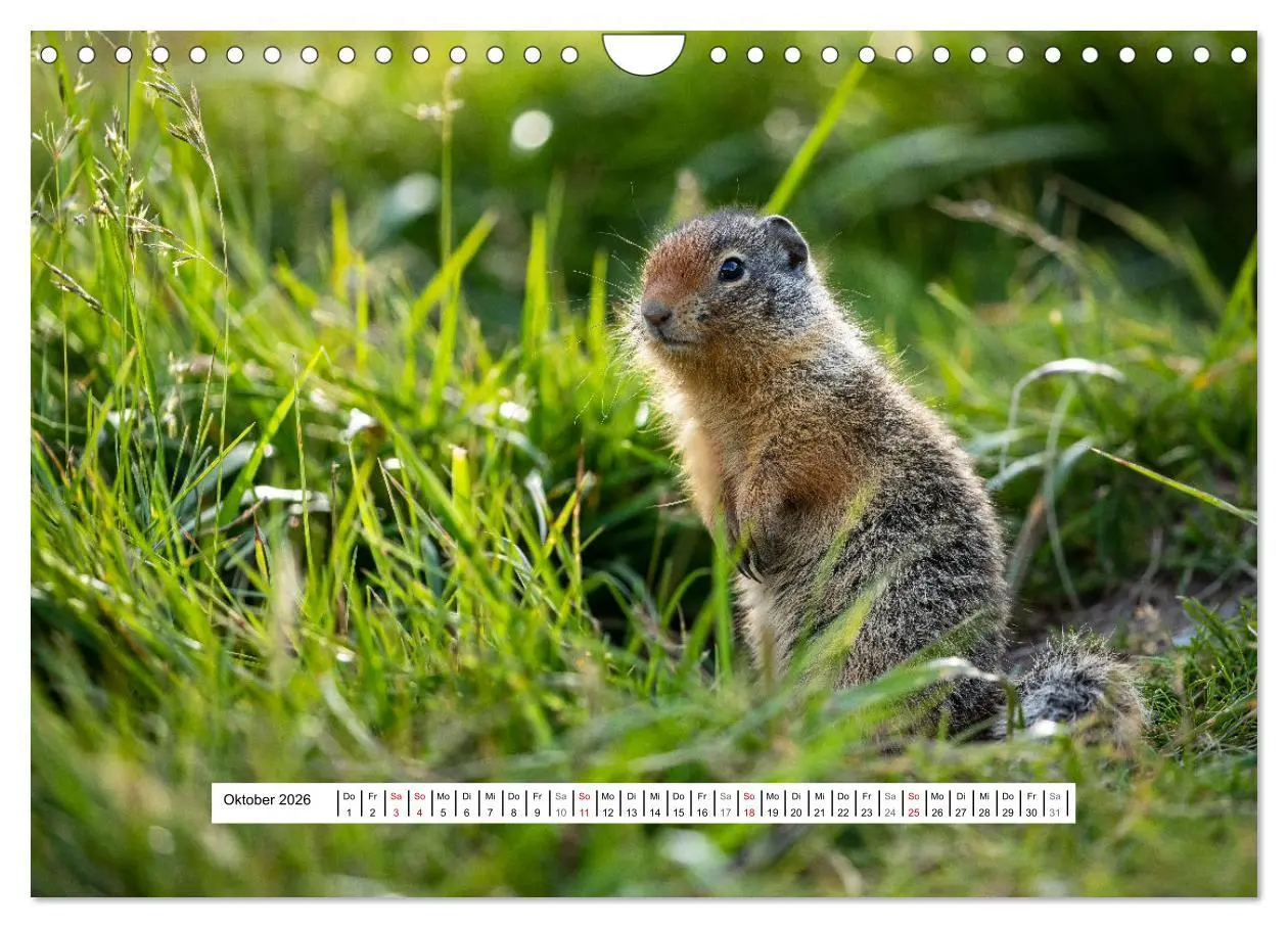 Bild: 9783457654279 | Kanadas Wilde Tiere (Wandkalender 2026 DIN A4 quer), CALVENDO...