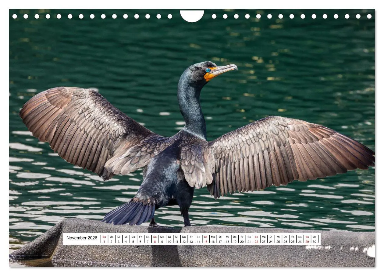 Bild: 9783457654279 | Kanadas Wilde Tiere (Wandkalender 2026 DIN A4 quer), CALVENDO...