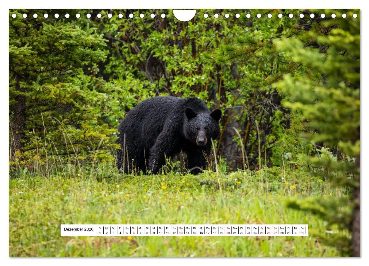 Bild: 9783457654279 | Kanadas Wilde Tiere (Wandkalender 2026 DIN A4 quer), CALVENDO...