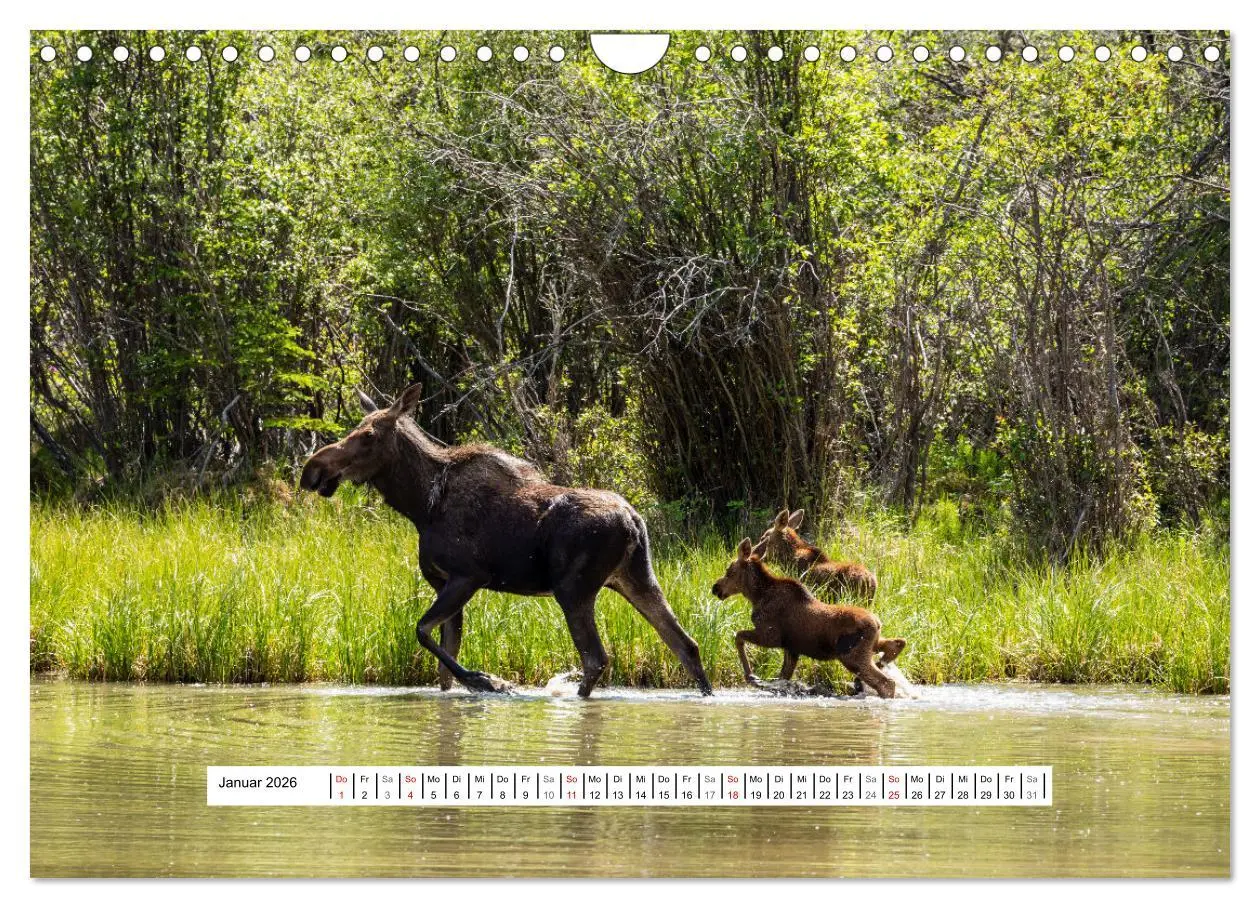 Bild: 9783457654279 | Kanadas Wilde Tiere (Wandkalender 2026 DIN A4 quer), CALVENDO...