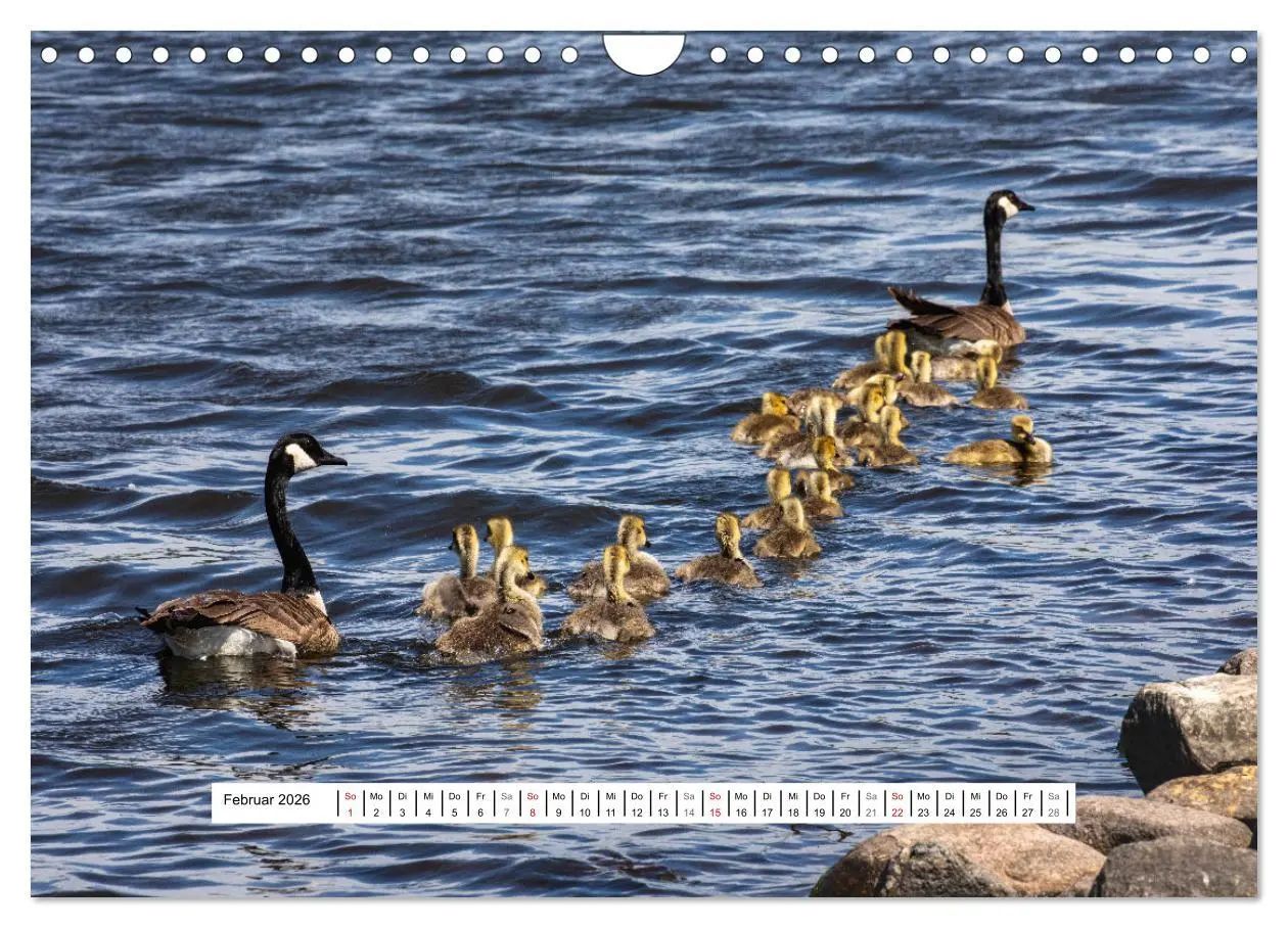 Bild: 9783457654279 | Kanadas Wilde Tiere (Wandkalender 2026 DIN A4 quer), CALVENDO...