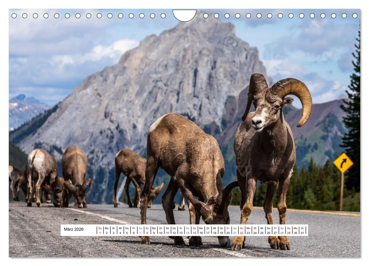 Bild: 9783457654279 | Kanadas Wilde Tiere (Wandkalender 2026 DIN A4 quer), CALVENDO...
