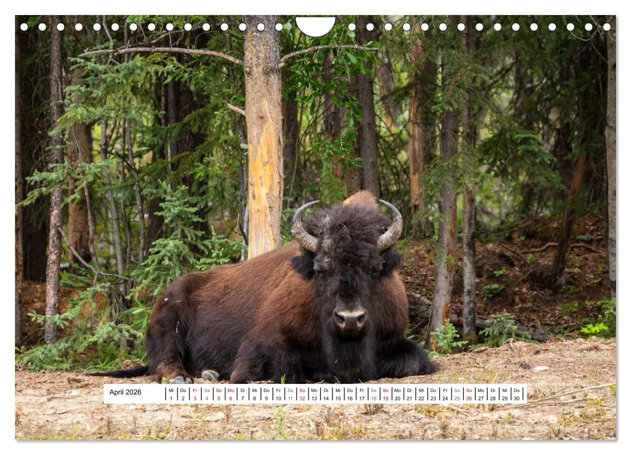 Bild: 9783457654279 | Kanadas Wilde Tiere (Wandkalender 2026 DIN A4 quer), CALVENDO...