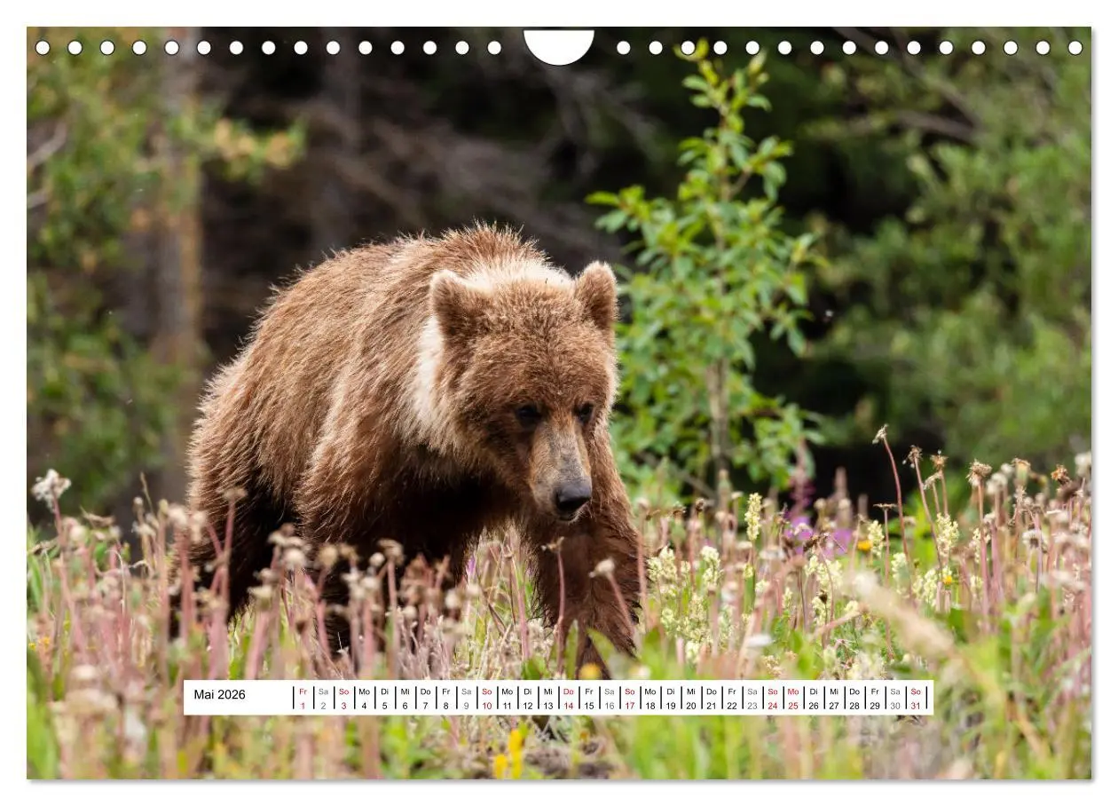 Bild: 9783457654279 | Kanadas Wilde Tiere (Wandkalender 2026 DIN A4 quer), CALVENDO...