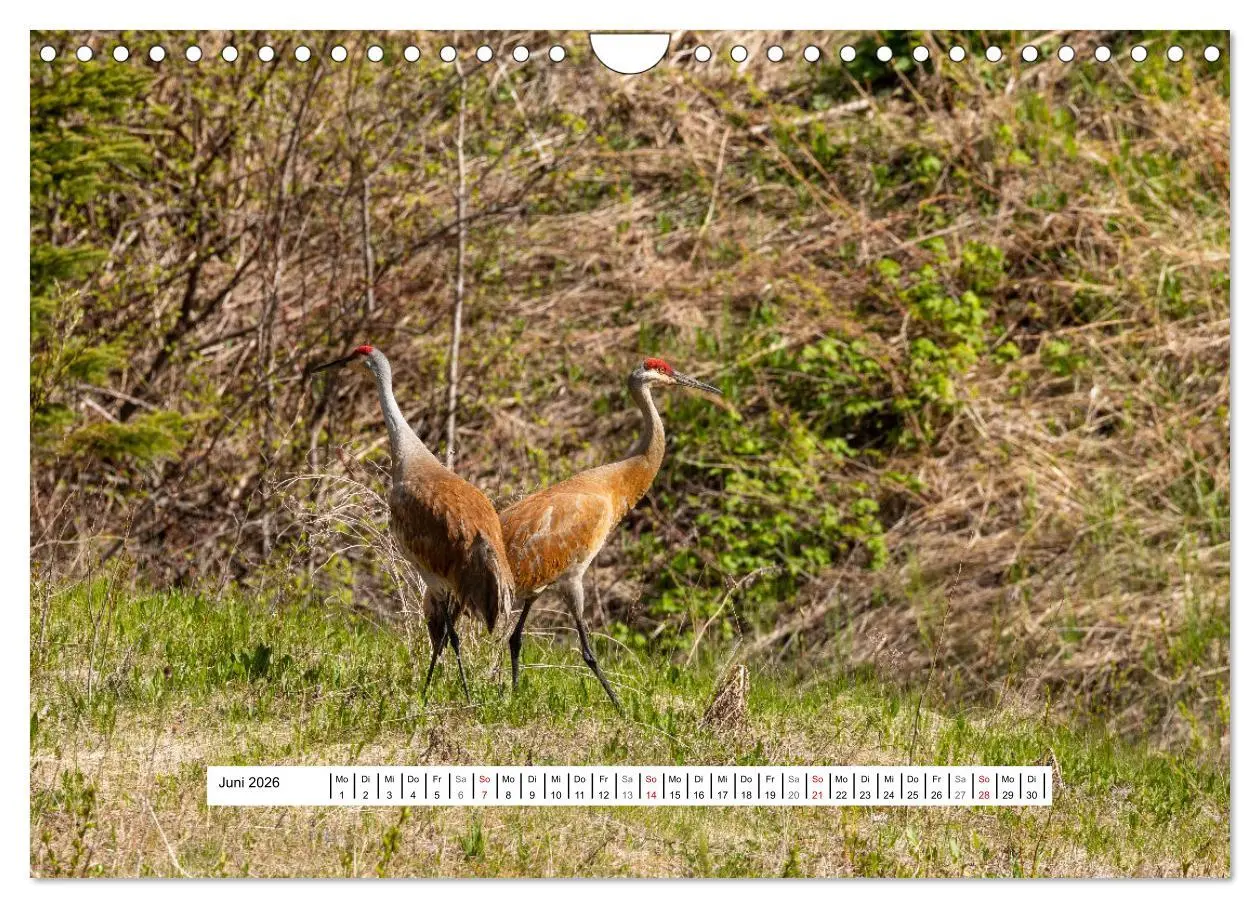 Bild: 9783457654279 | Kanadas Wilde Tiere (Wandkalender 2026 DIN A4 quer), CALVENDO...