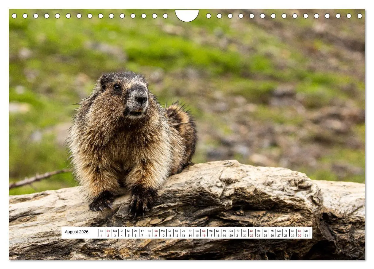 Bild: 9783457654279 | Kanadas Wilde Tiere (Wandkalender 2026 DIN A4 quer), CALVENDO...