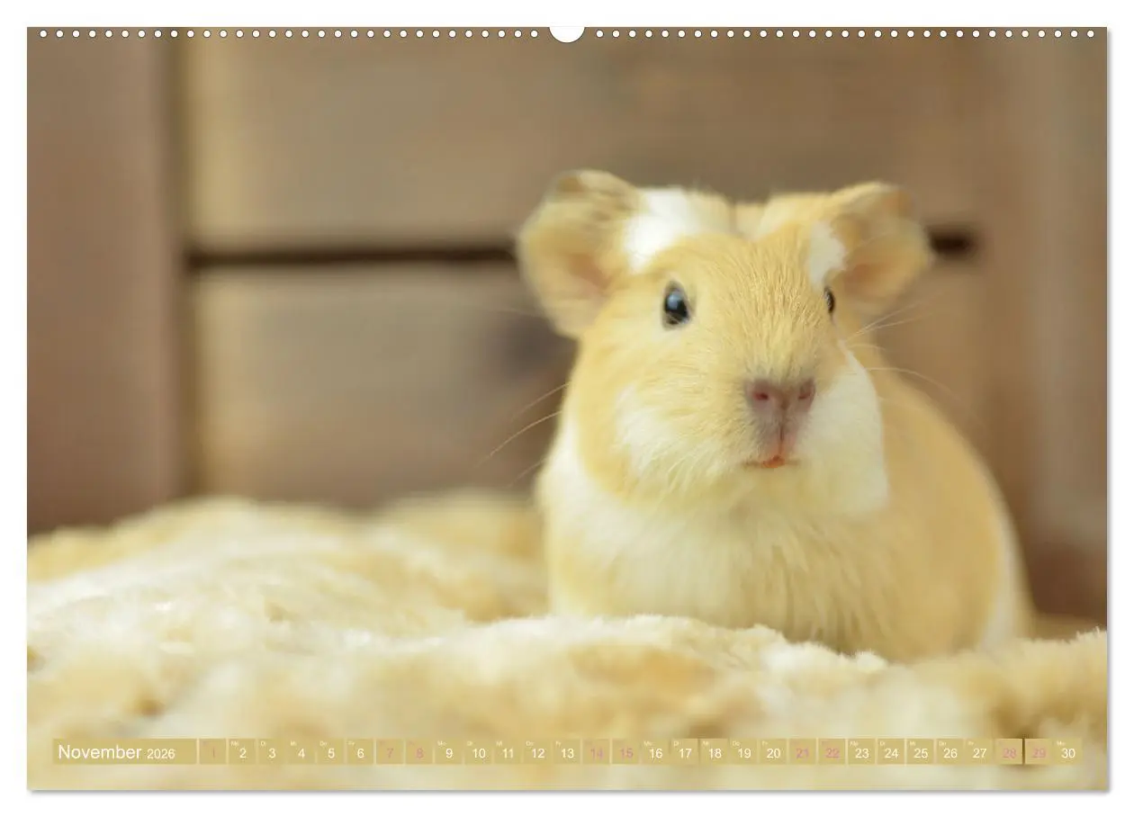 Bild: 9783457644379 | BABY Meerschweinchen Traumhaft süß (Wandkalender 2026 DIN A2 quer),...
