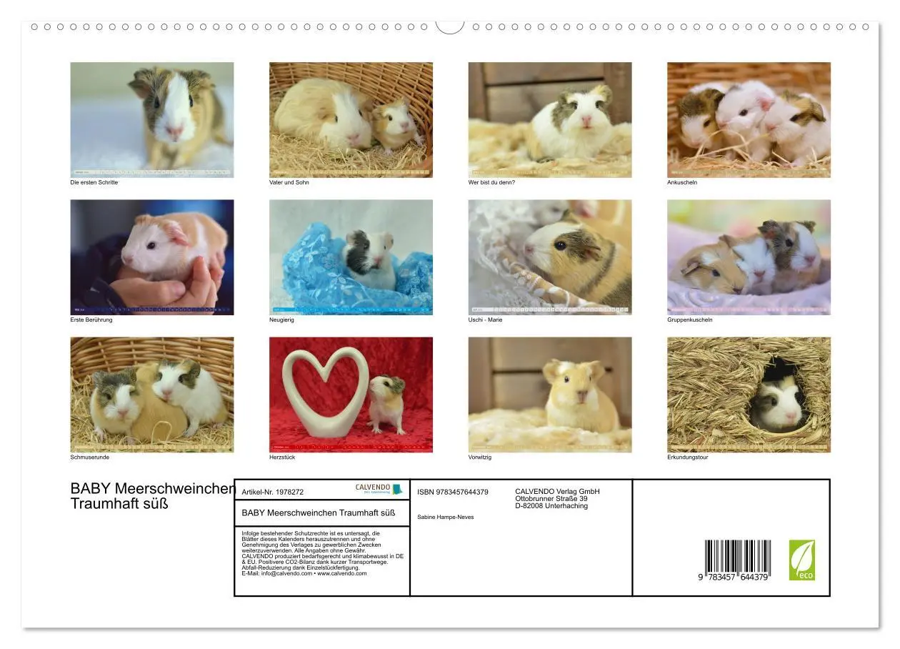 Bild: 9783457644379 | BABY Meerschweinchen Traumhaft süß (Wandkalender 2026 DIN A2 quer),...