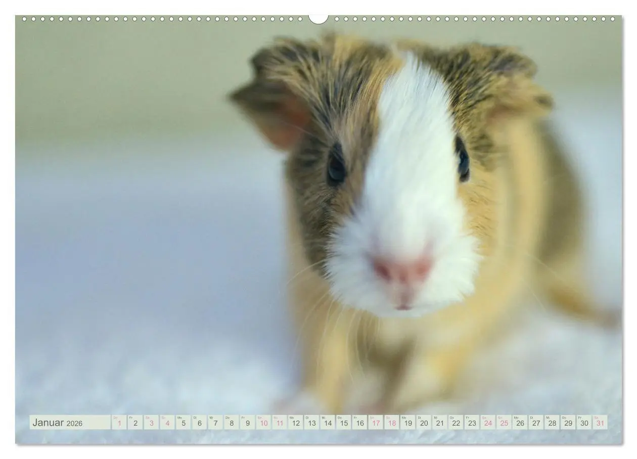 Bild: 9783457644379 | BABY Meerschweinchen Traumhaft süß (Wandkalender 2026 DIN A2 quer),...