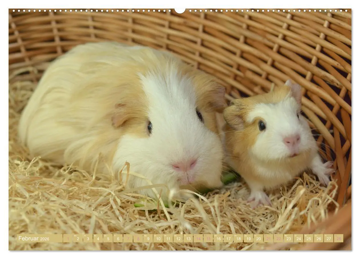Bild: 9783457644379 | BABY Meerschweinchen Traumhaft süß (Wandkalender 2026 DIN A2 quer),...