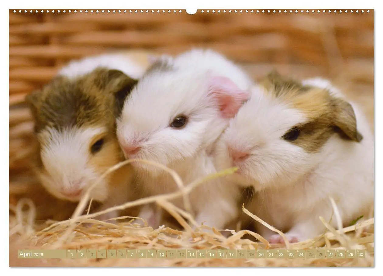 Bild: 9783457644379 | BABY Meerschweinchen Traumhaft süß (Wandkalender 2026 DIN A2 quer),...