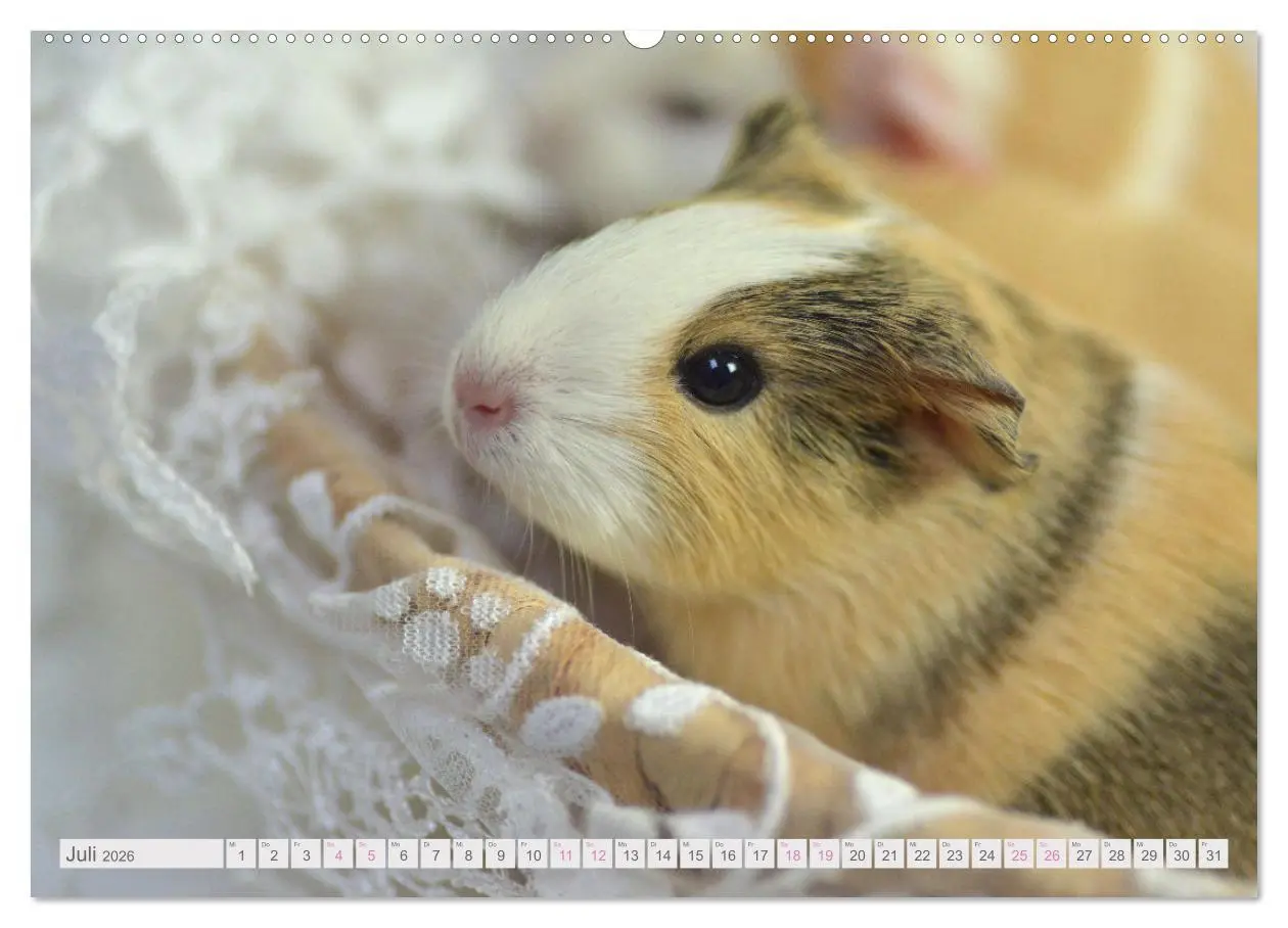 Bild: 9783457644379 | BABY Meerschweinchen Traumhaft süß (Wandkalender 2026 DIN A2 quer),...