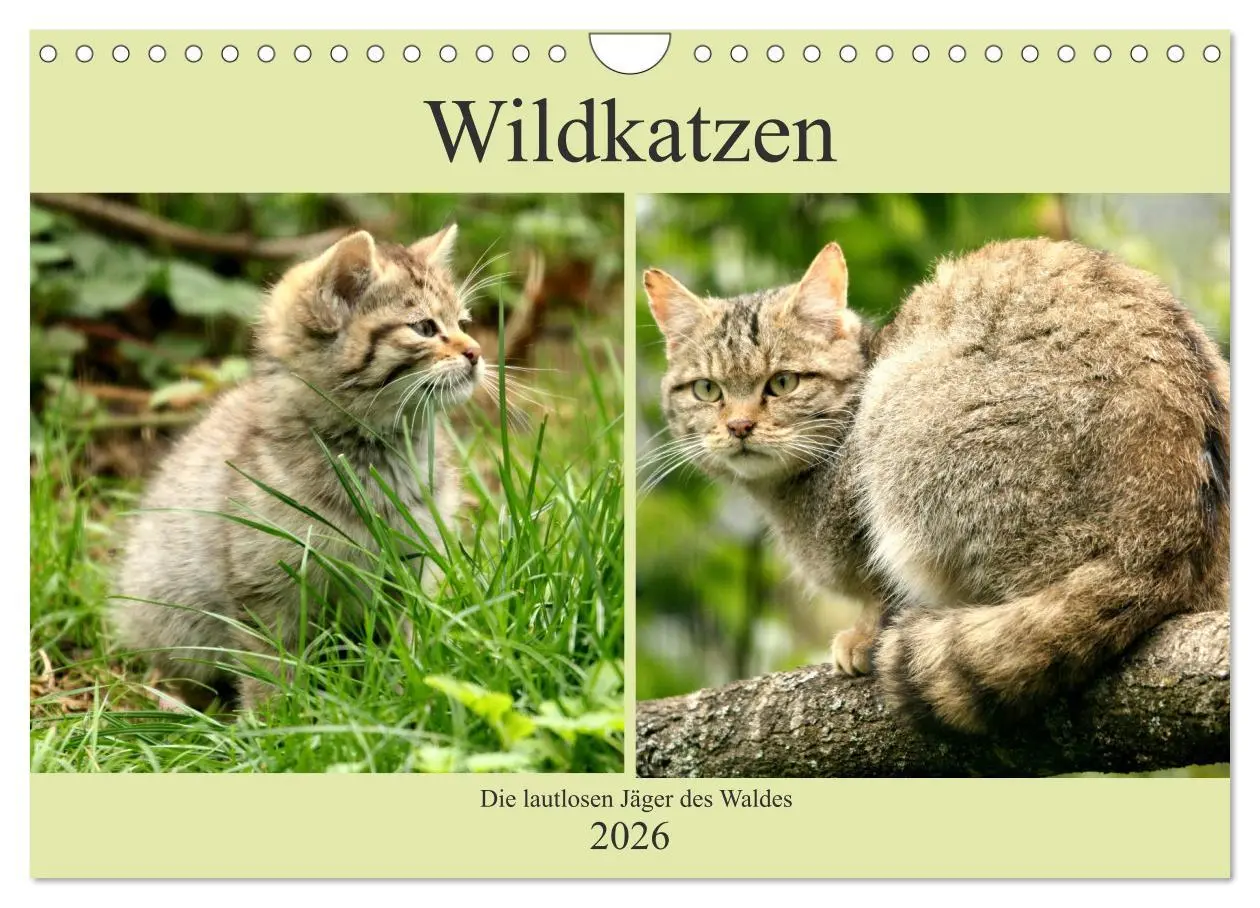 Cover: 9783457884379 | Wildkatzen - Die lautlosen Jäger des Waldes (Wandkalender 2026 DIN...
