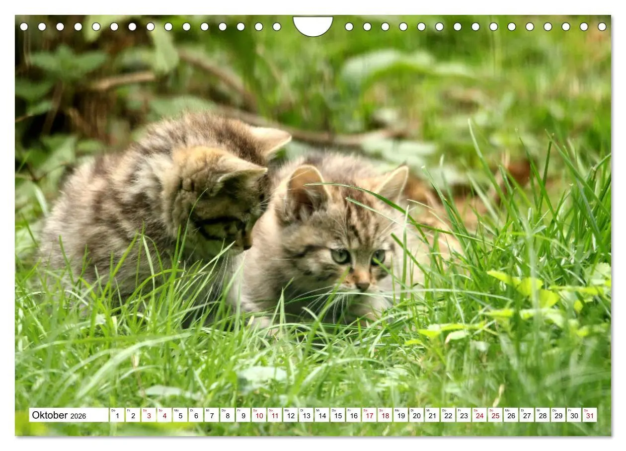 Bild: 9783457884379 | Wildkatzen - Die lautlosen Jäger des Waldes (Wandkalender 2026 DIN...