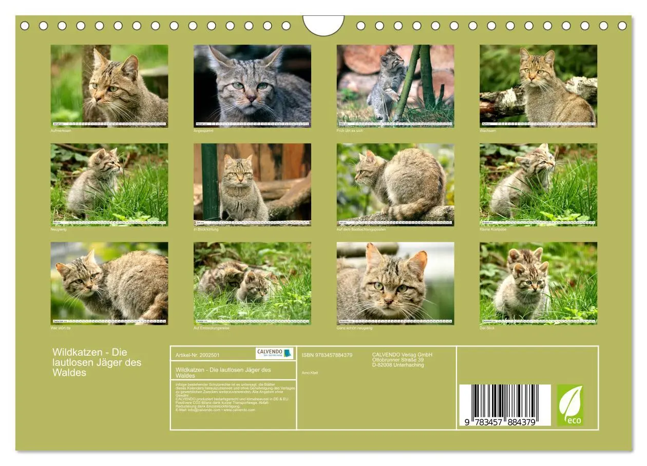 Bild: 9783457884379 | Wildkatzen - Die lautlosen Jäger des Waldes (Wandkalender 2026 DIN...