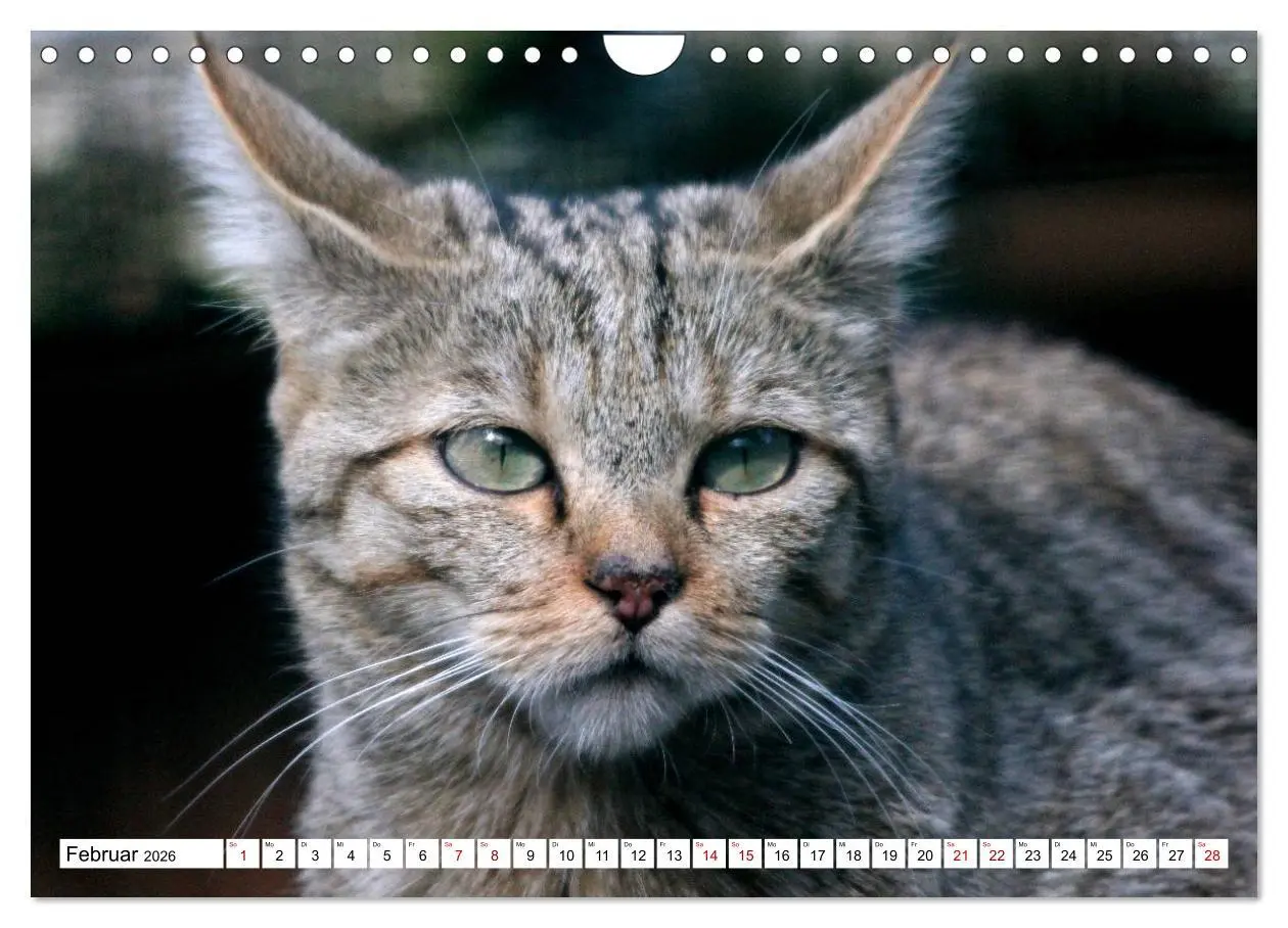 Bild: 9783457884379 | Wildkatzen - Die lautlosen Jäger des Waldes (Wandkalender 2026 DIN...