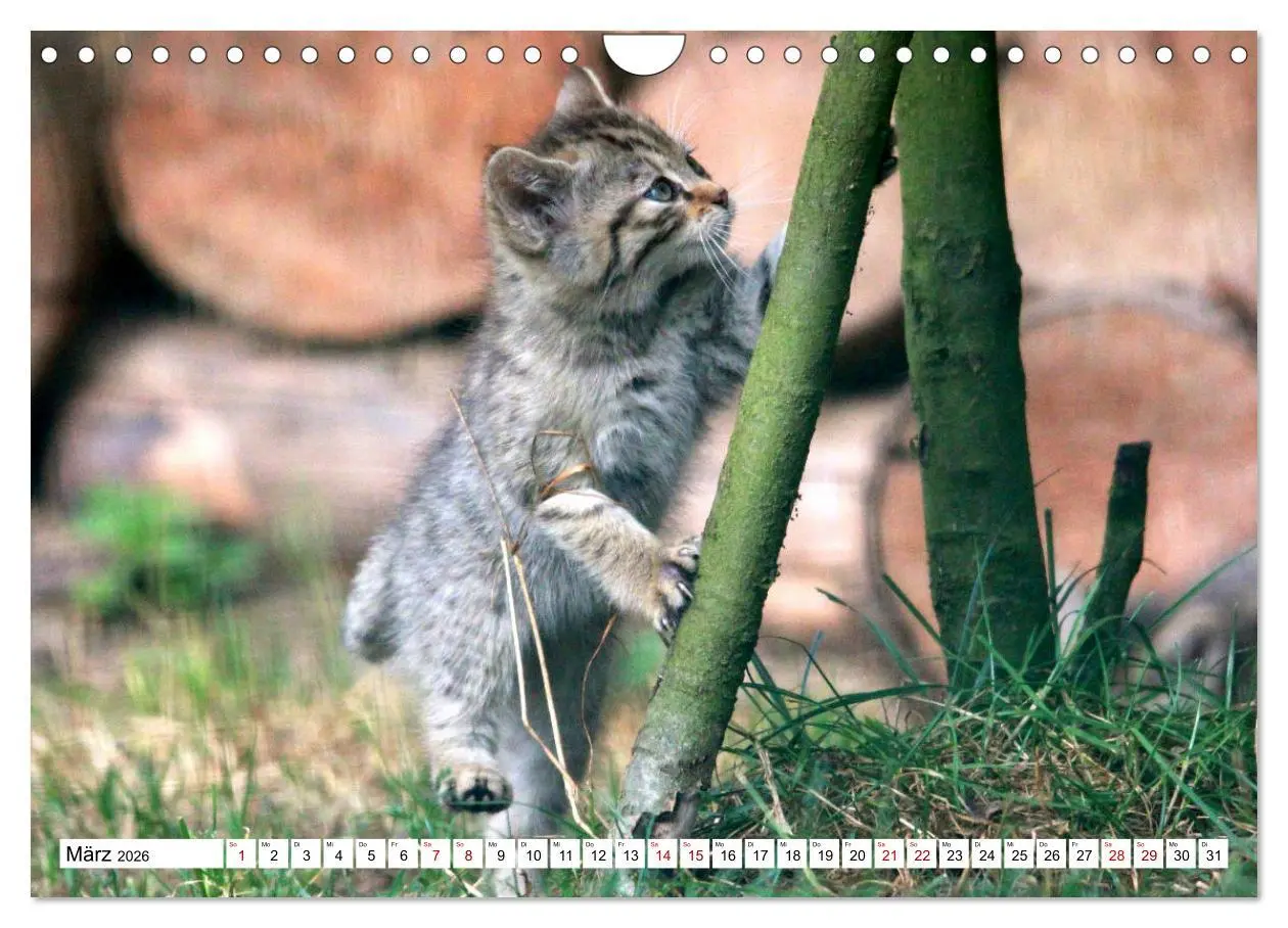Bild: 9783457884379 | Wildkatzen - Die lautlosen Jäger des Waldes (Wandkalender 2026 DIN...