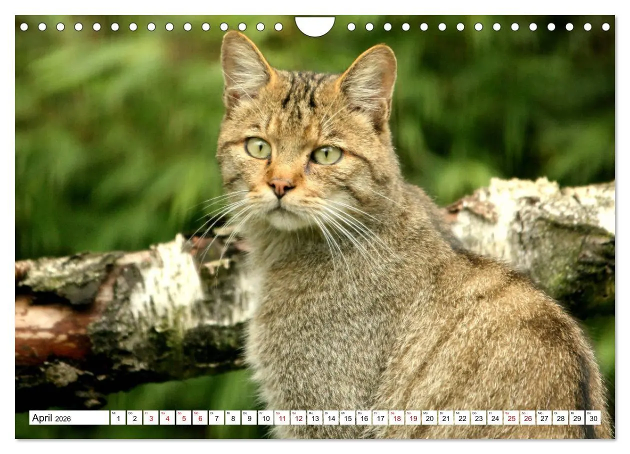 Bild: 9783457884379 | Wildkatzen - Die lautlosen Jäger des Waldes (Wandkalender 2026 DIN...