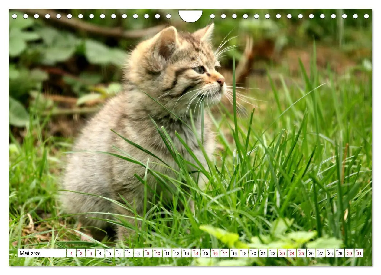 Bild: 9783457884379 | Wildkatzen - Die lautlosen Jäger des Waldes (Wandkalender 2026 DIN...