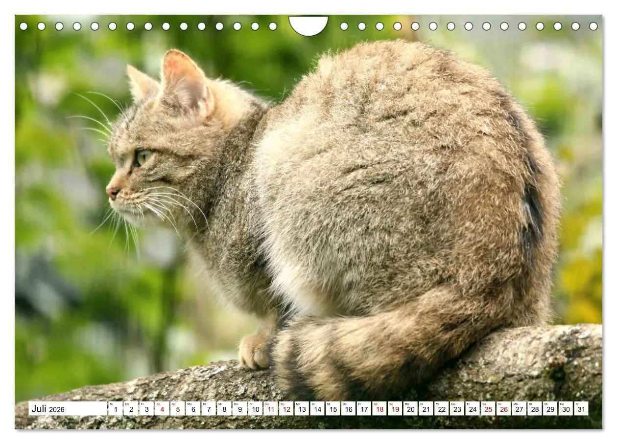 Bild: 9783457884379 | Wildkatzen - Die lautlosen Jäger des Waldes (Wandkalender 2026 DIN...