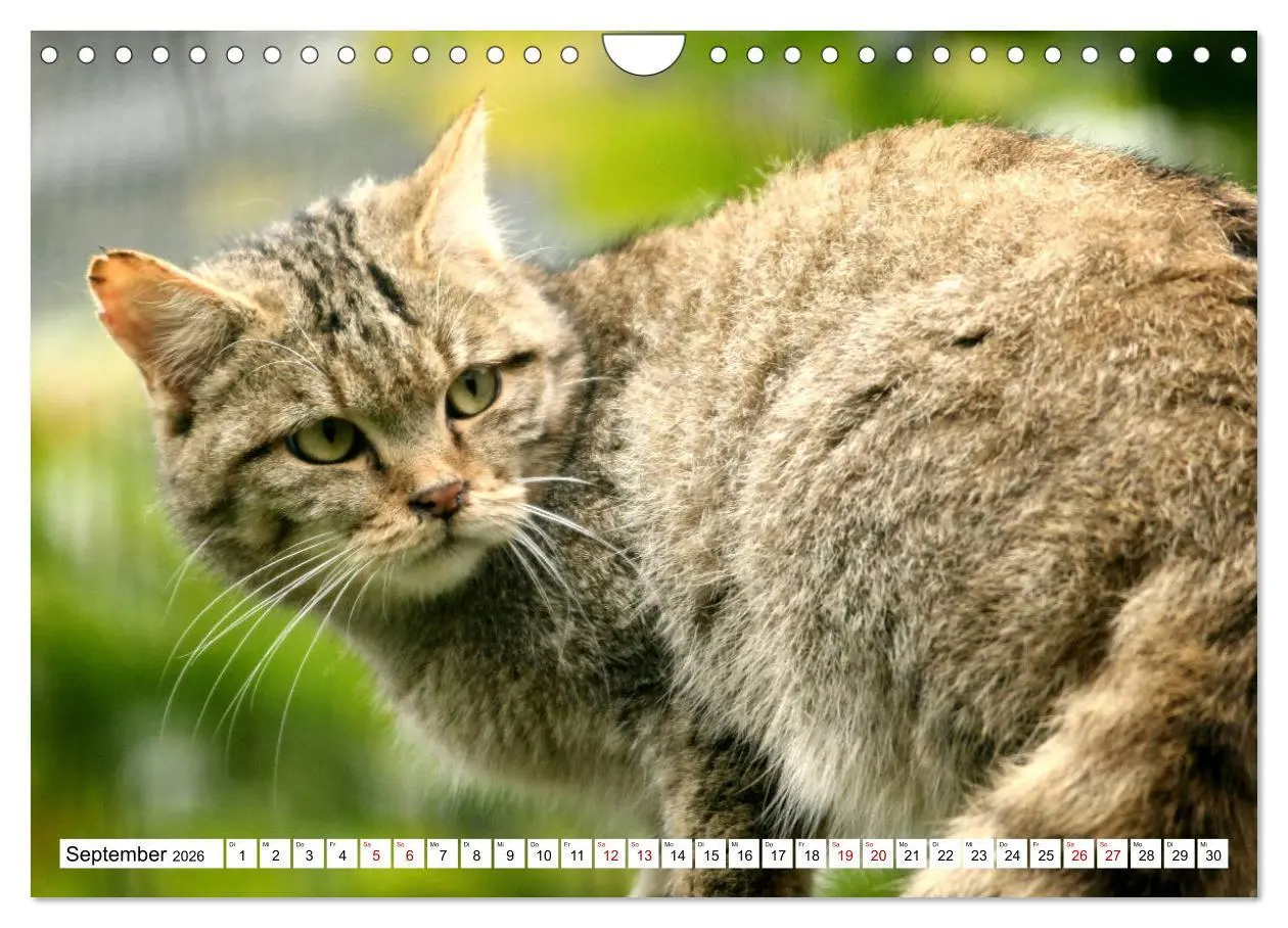 Bild: 9783457884379 | Wildkatzen - Die lautlosen Jäger des Waldes (Wandkalender 2026 DIN...