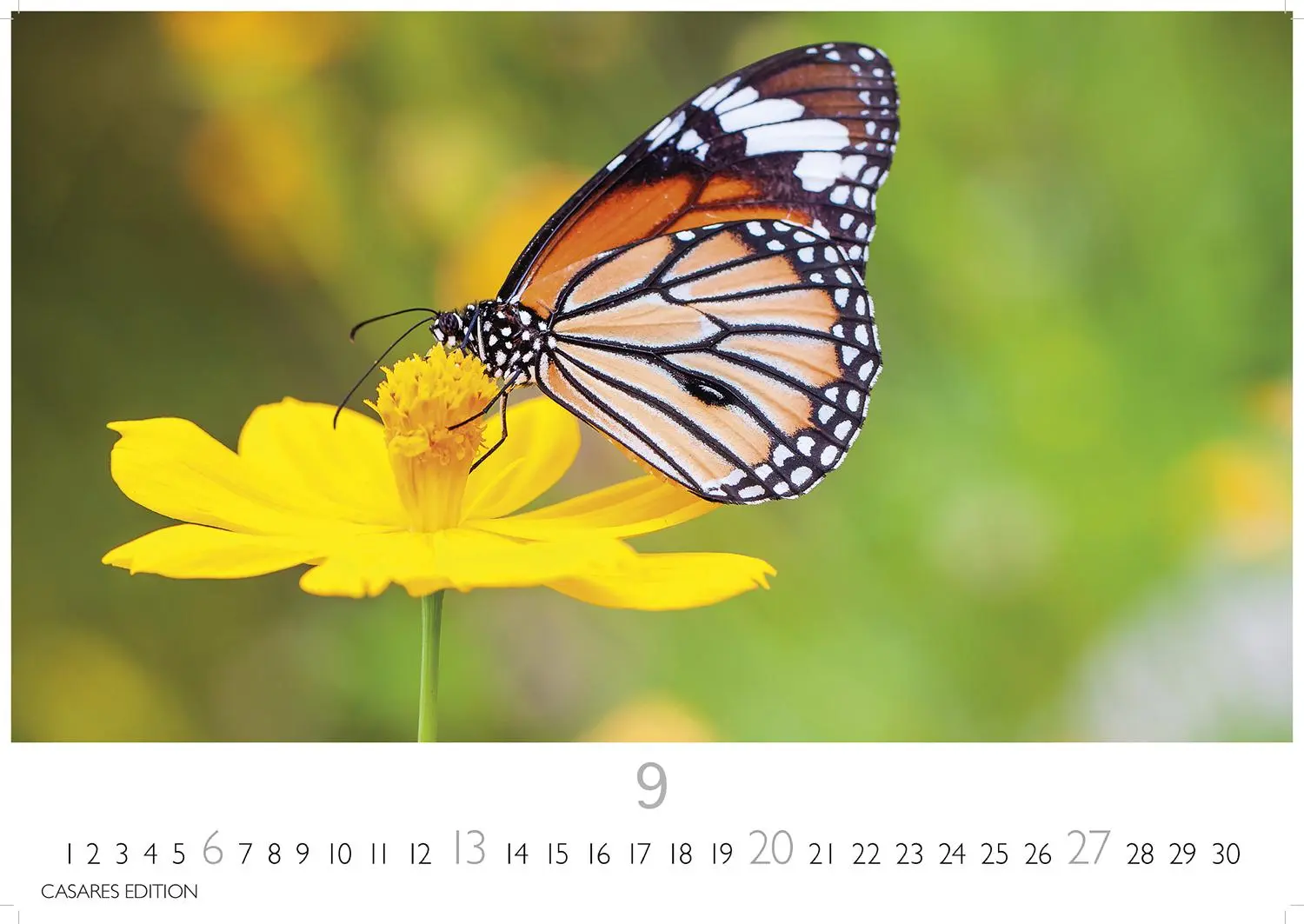 Bild: 9781835244579 | Schmetterlinge Kalender 2026 - Wandkalender Fotokalender Tier...