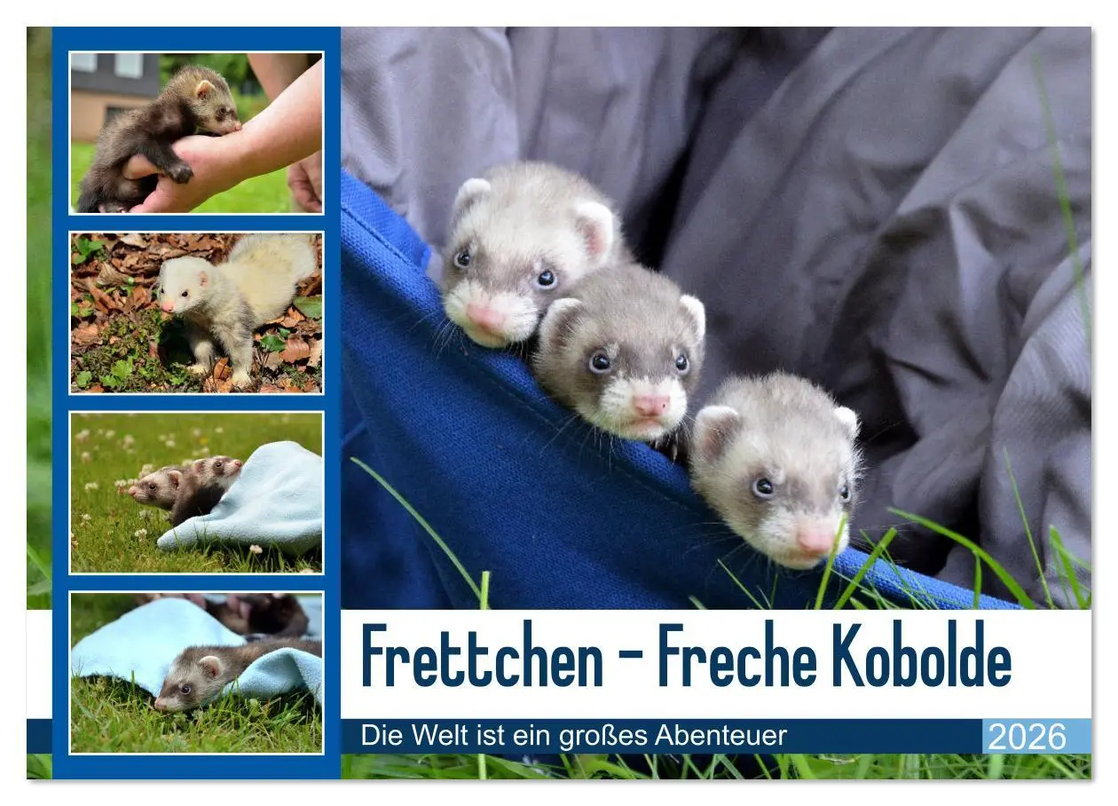 Cover: 9783516634679 | Frettchen - Freche Kobolde (Wandkalender 2026 DIN A2 quer),...