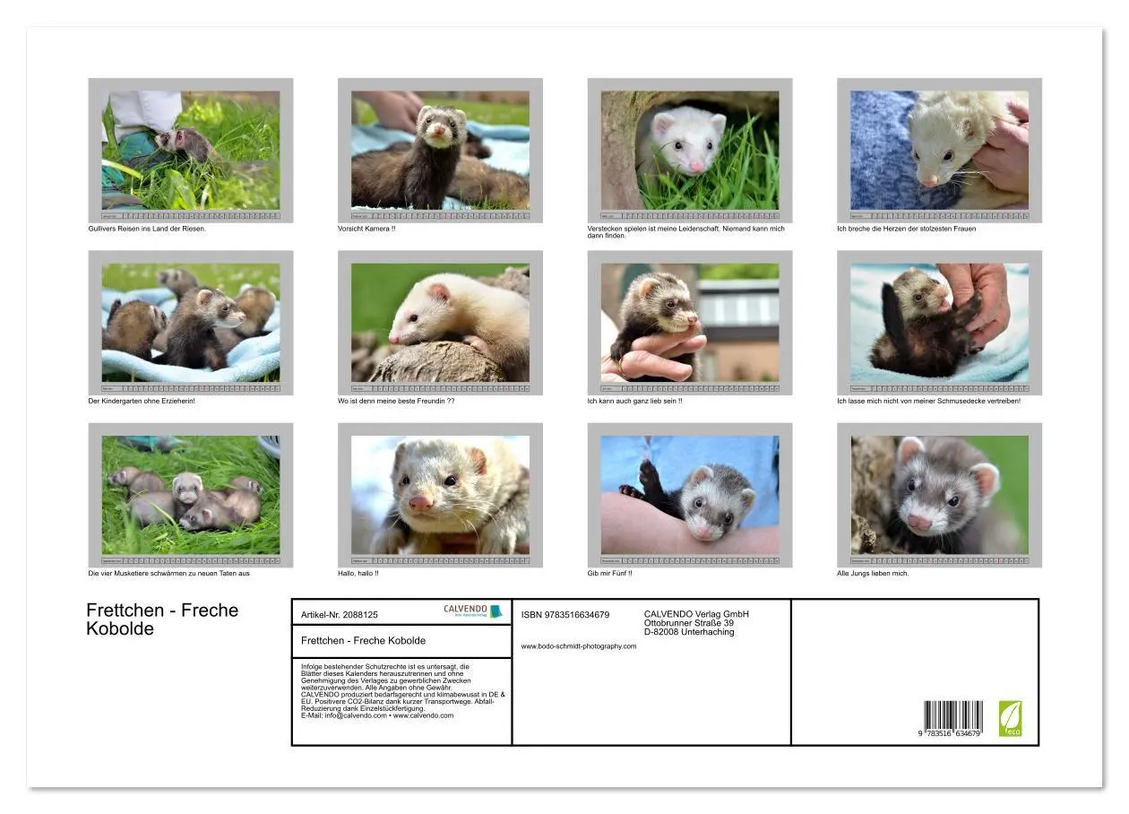 Bild: 9783516634679 | Frettchen - Freche Kobolde (Wandkalender 2026 DIN A2 quer),...