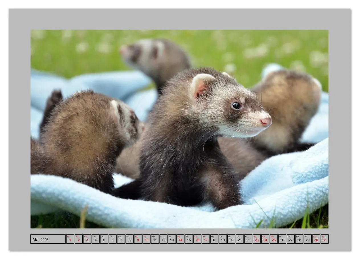 Bild: 9783516634679 | Frettchen - Freche Kobolde (Wandkalender 2026 DIN A2 quer),...