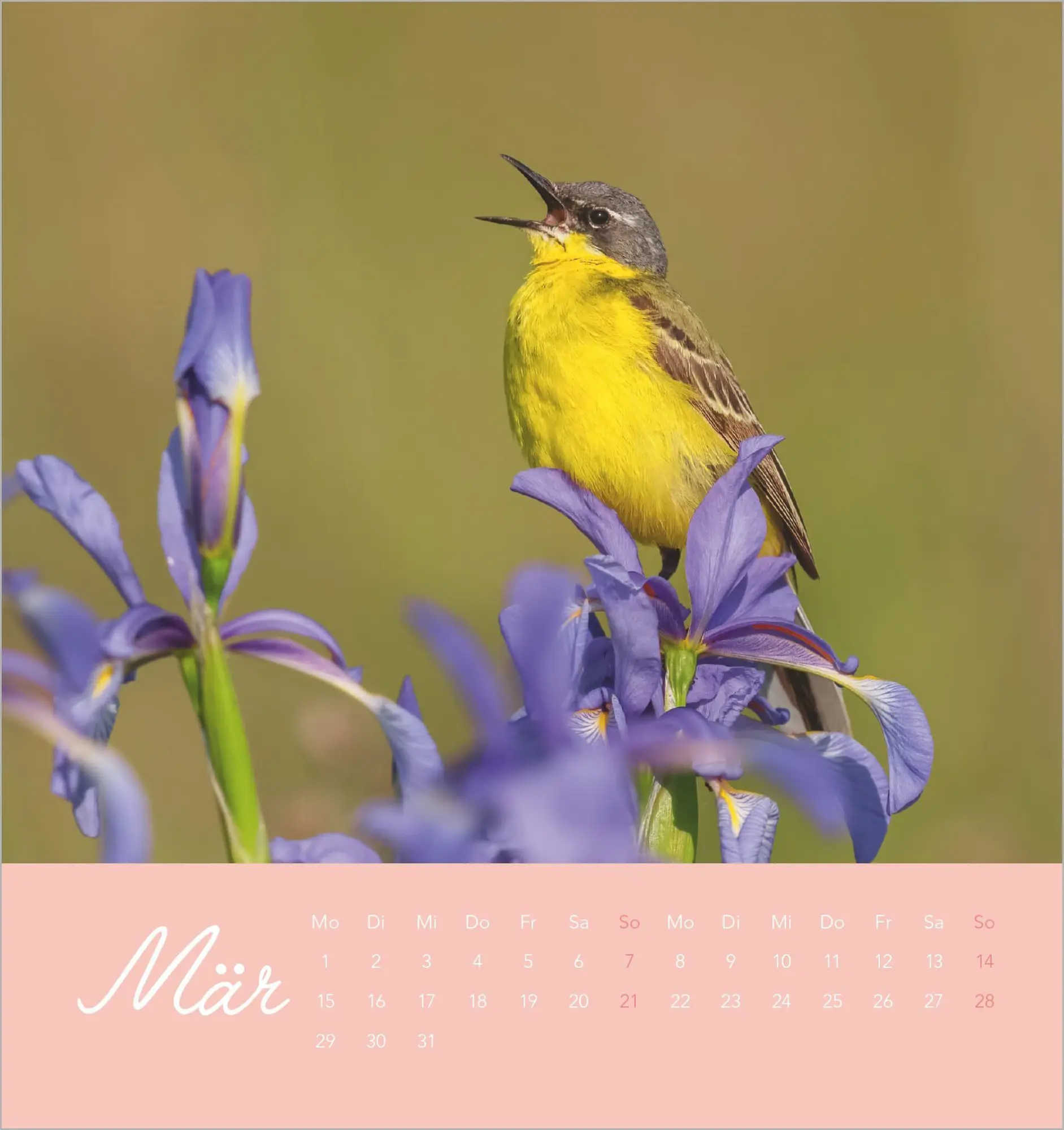 Bild: 4069095014879 | Vögel in unserem Garten 2027 | Kalender | 14 S. | Deutsch | 2027