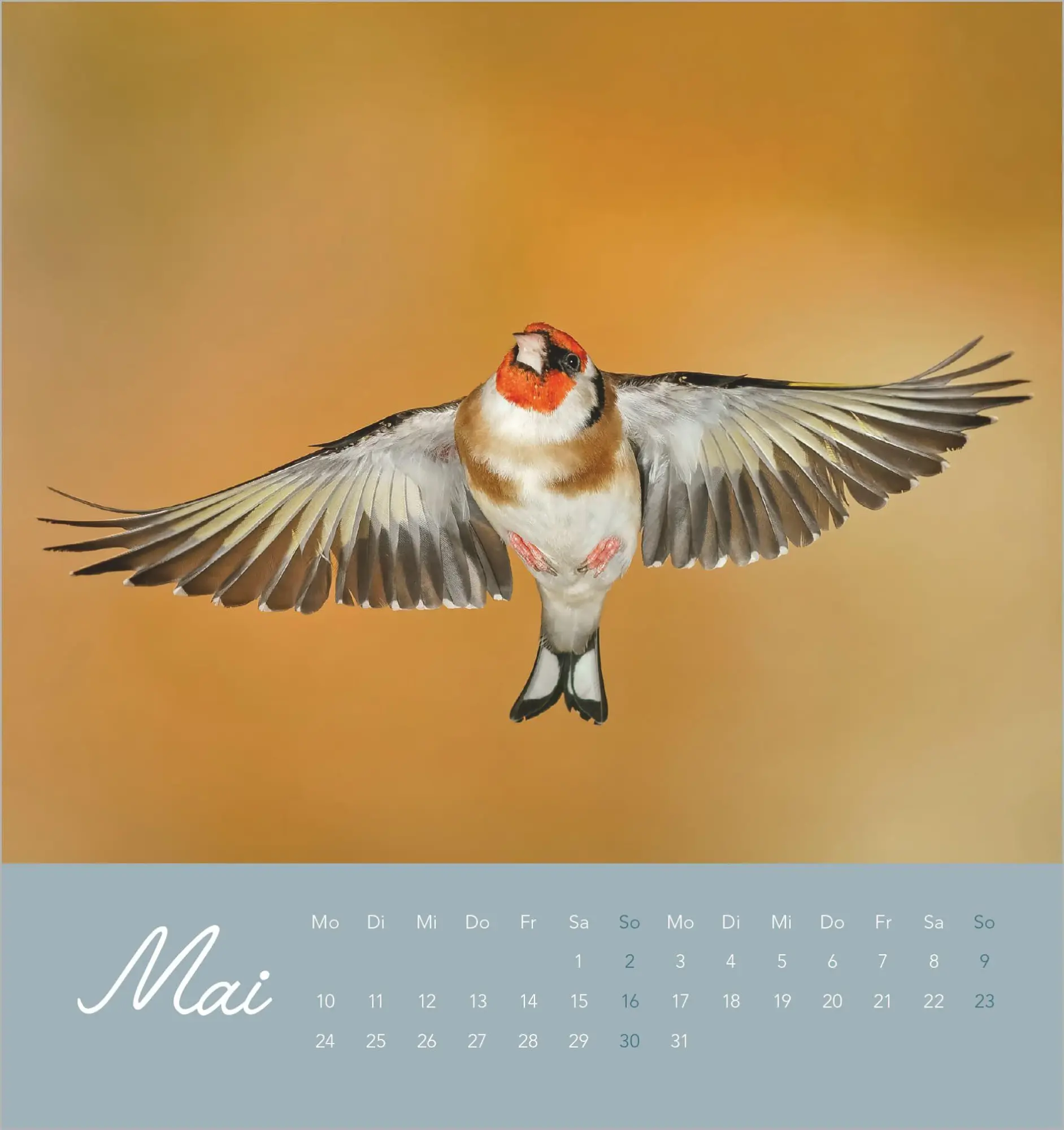 Bild: 4069095014879 | Vögel in unserem Garten 2027 | Kalender | 14 S. | Deutsch | 2027