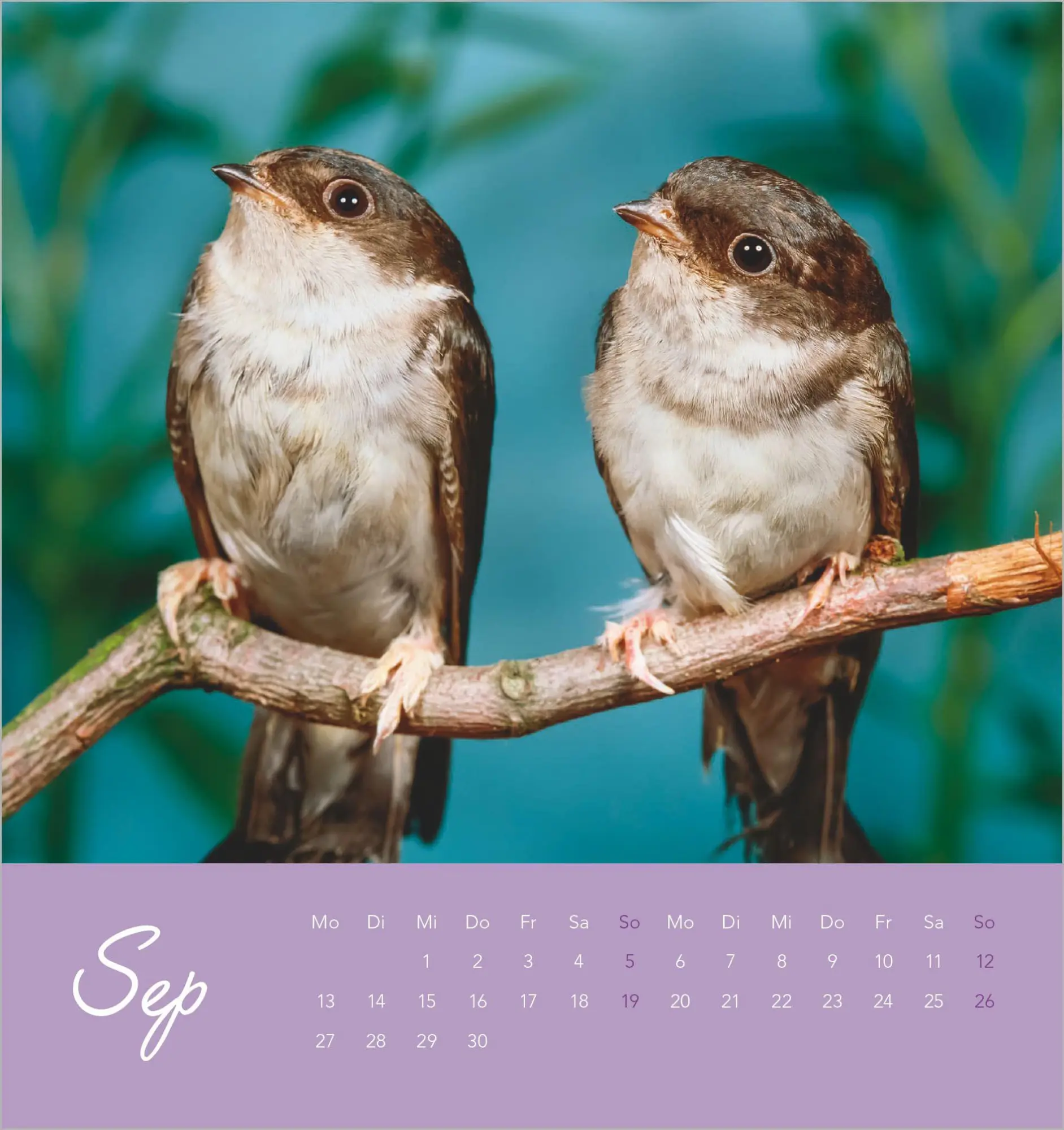 Bild: 4069095014879 | Vögel in unserem Garten 2027 | Kalender | 14 S. | Deutsch | 2027