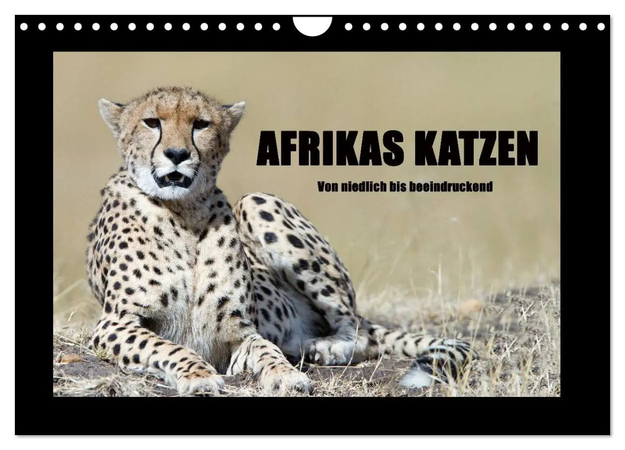 Cover: 9783516164879 | Afrikas Katzen (Wandkalender 2026 DIN A4 quer), CALVENDO...