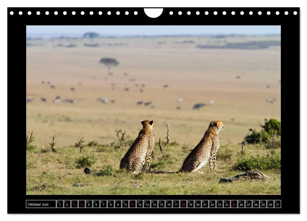 Bild: 9783516164879 | Afrikas Katzen (Wandkalender 2026 DIN A4 quer), CALVENDO...