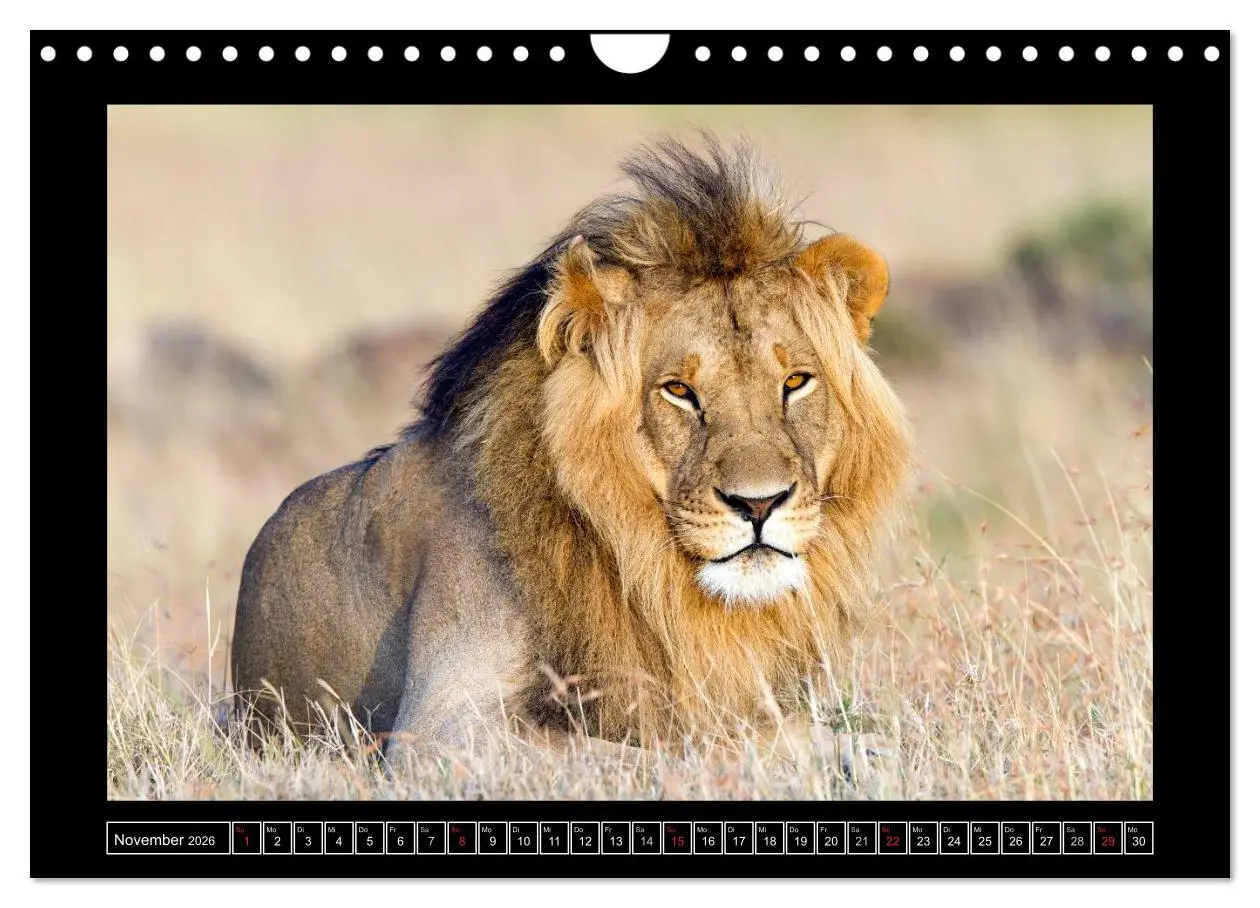 Bild: 9783516164879 | Afrikas Katzen (Wandkalender 2026 DIN A4 quer), CALVENDO...