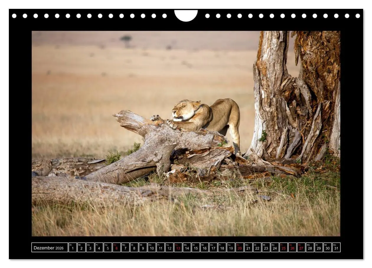 Bild: 9783516164879 | Afrikas Katzen (Wandkalender 2026 DIN A4 quer), CALVENDO...