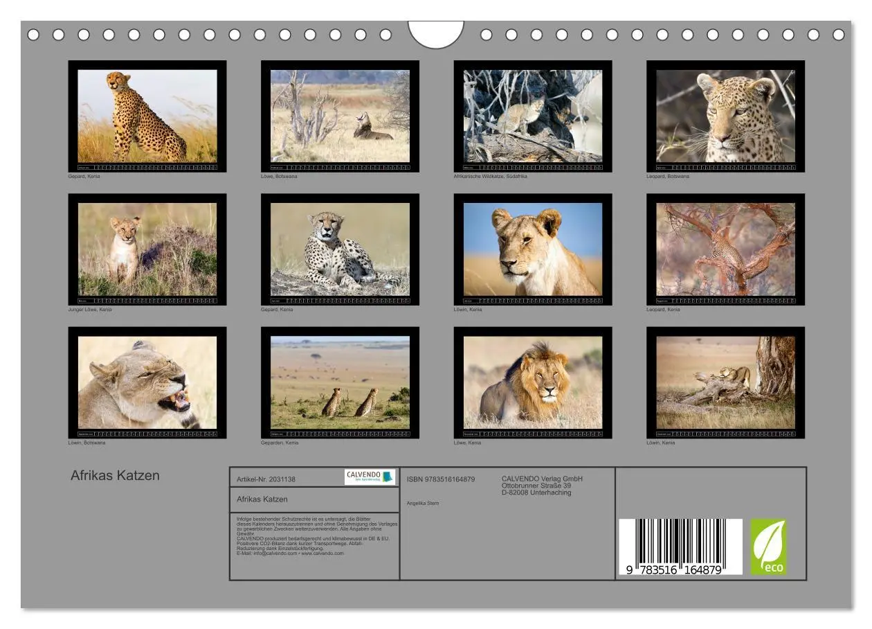 Bild: 9783516164879 | Afrikas Katzen (Wandkalender 2026 DIN A4 quer), CALVENDO...
