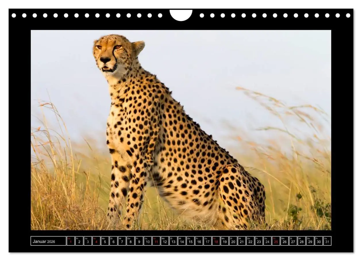 Bild: 9783516164879 | Afrikas Katzen (Wandkalender 2026 DIN A4 quer), CALVENDO...