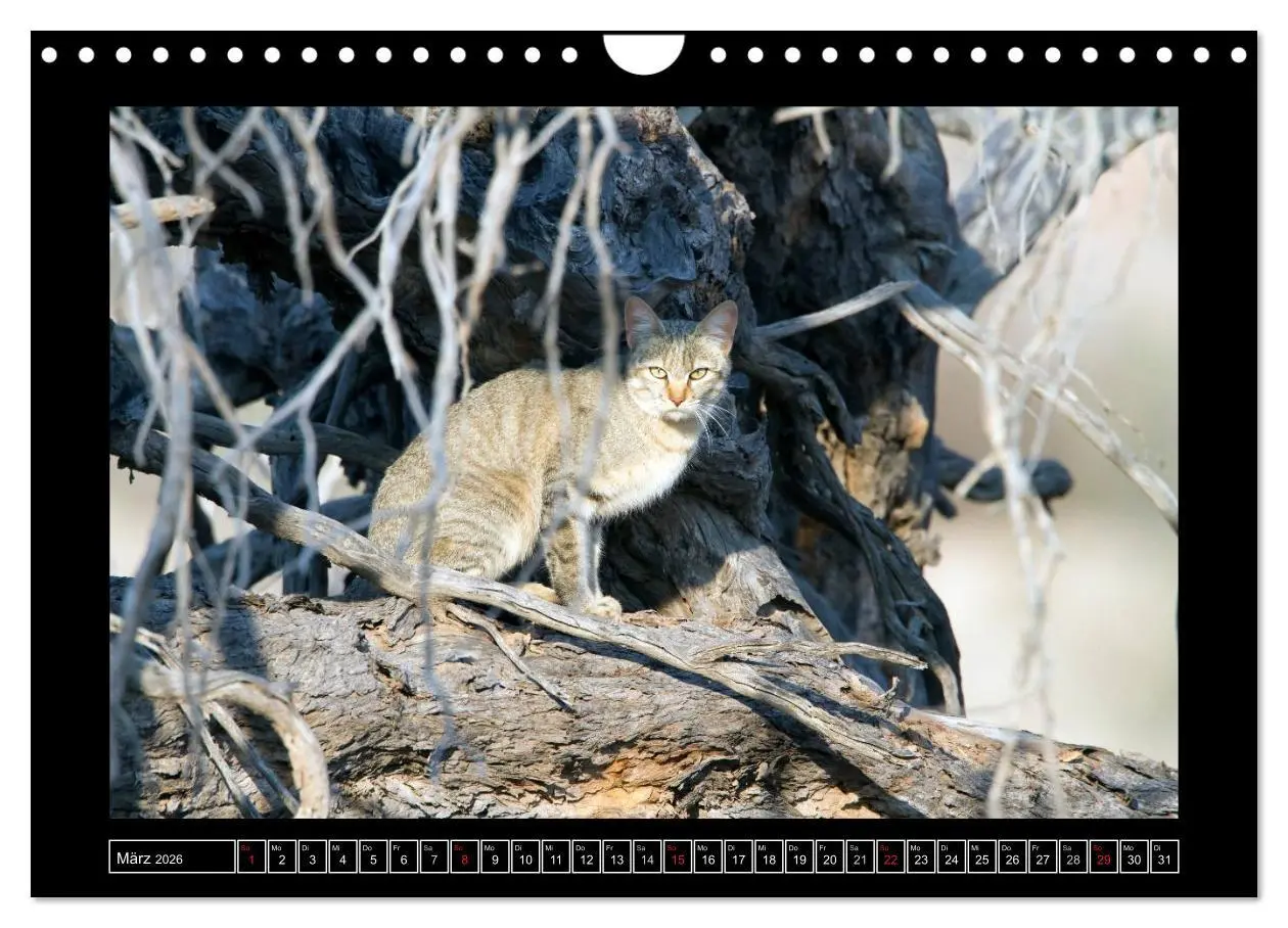 Bild: 9783516164879 | Afrikas Katzen (Wandkalender 2026 DIN A4 quer), CALVENDO...