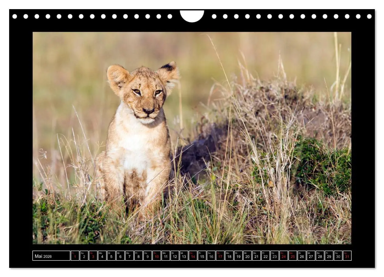 Bild: 9783516164879 | Afrikas Katzen (Wandkalender 2026 DIN A4 quer), CALVENDO...