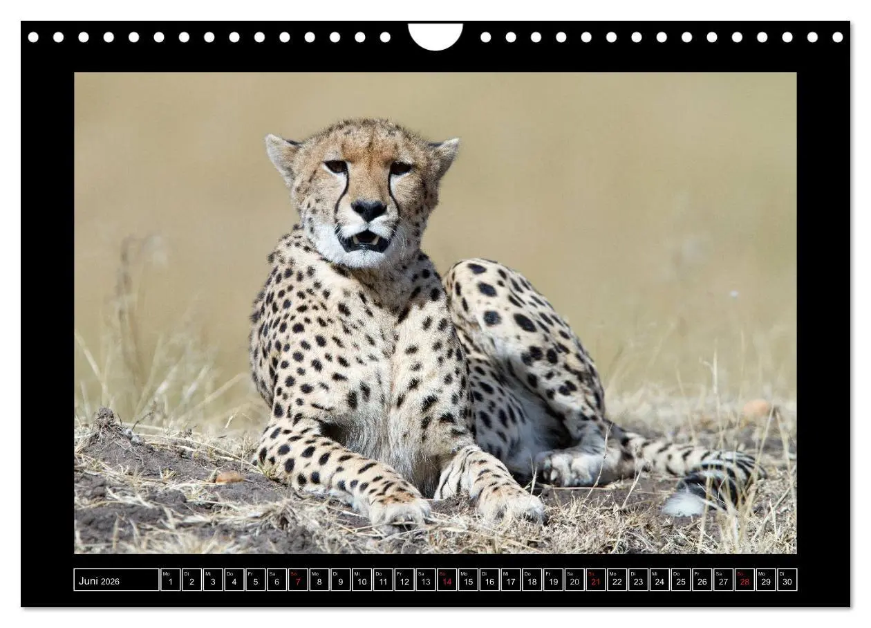 Bild: 9783516164879 | Afrikas Katzen (Wandkalender 2026 DIN A4 quer), CALVENDO...