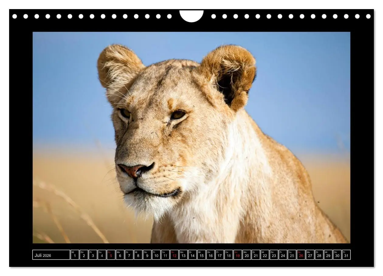 Bild: 9783516164879 | Afrikas Katzen (Wandkalender 2026 DIN A4 quer), CALVENDO...