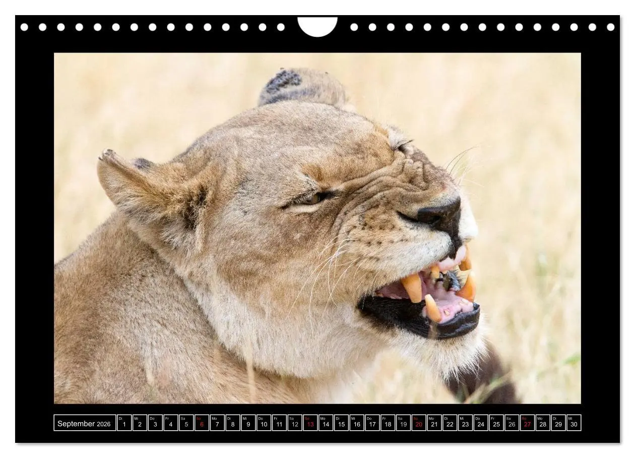 Bild: 9783516164879 | Afrikas Katzen (Wandkalender 2026 DIN A4 quer), CALVENDO...